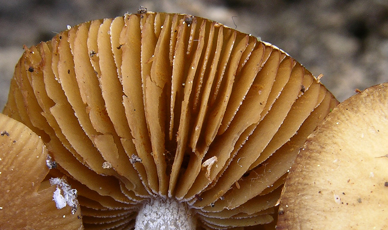 Galerina da determinare n�14.